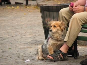 Institut belge de zoothérapie: le chien et le 3e âge