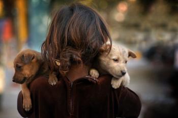 Institut belge de zoothérapie: Comment sélectionner son chiot d'aide? Choix du chiot.