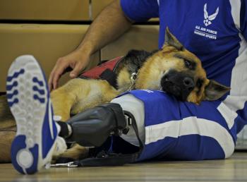 Institut belge de zoothérapie: Le chien pour une personne à mobilité réduite