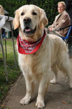 Institut belge de zoothérapie: désensibilisation in vivo d'une cynophobie. La peur du chien.